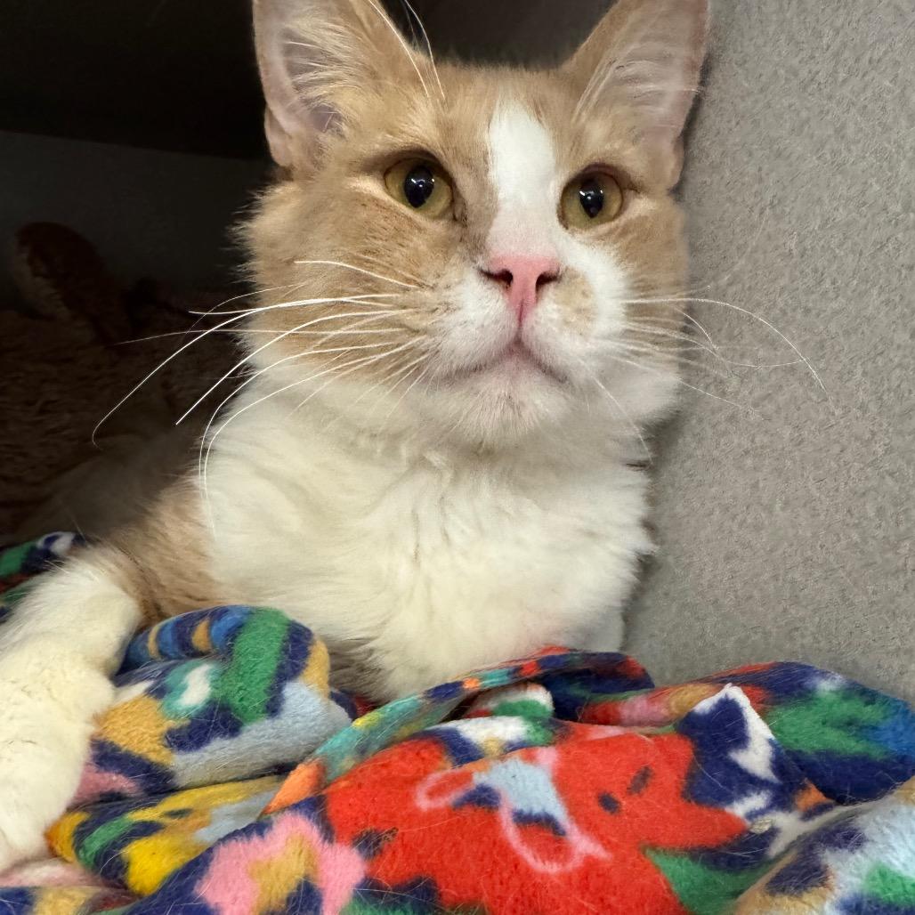 Enlarge Harkins, a Adoptable Domestic Short Hair in Long Beach, CA image 6/6