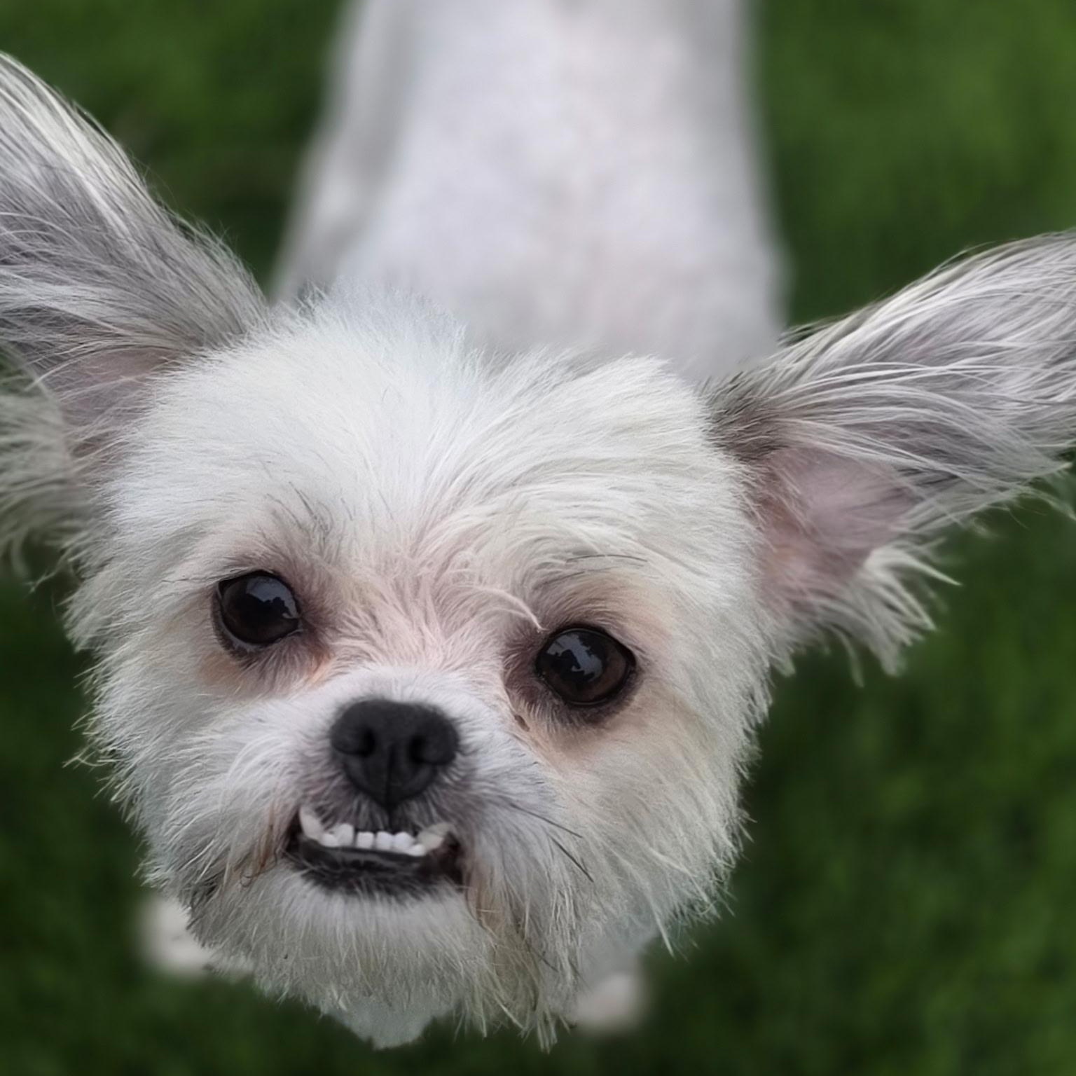 Jade, an adopted mixed breed in Anderson, SC image 4/5