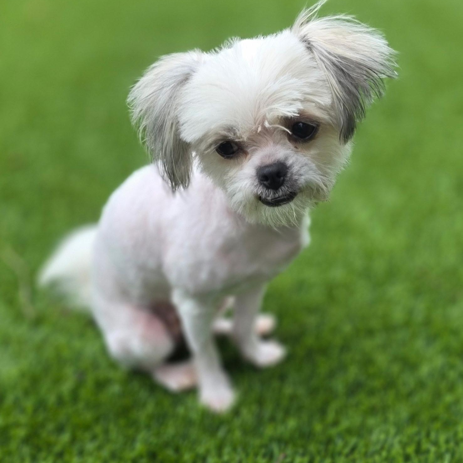 Jade, an adopted mixed breed in Anderson, SC image 5/5