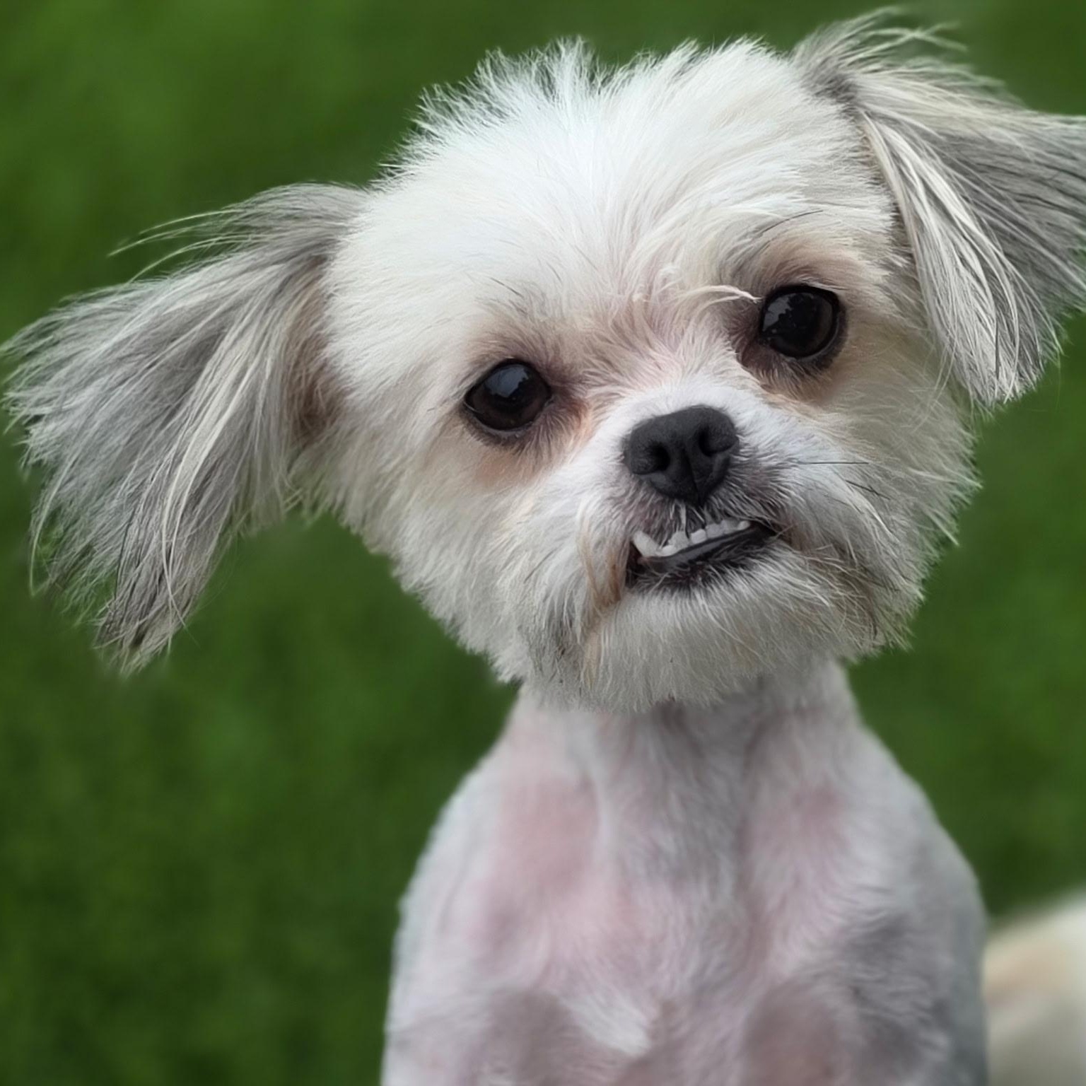 Jade, adopted, Young Female Shih Tzu.