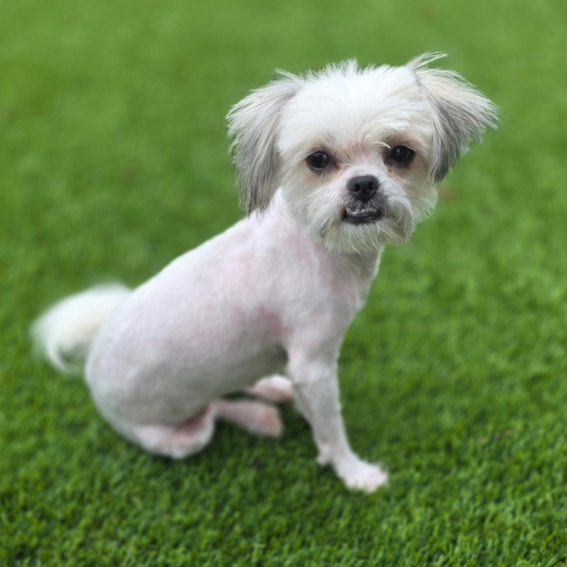 Jade, an adopted mixed breed in Anderson, SC image 2/5