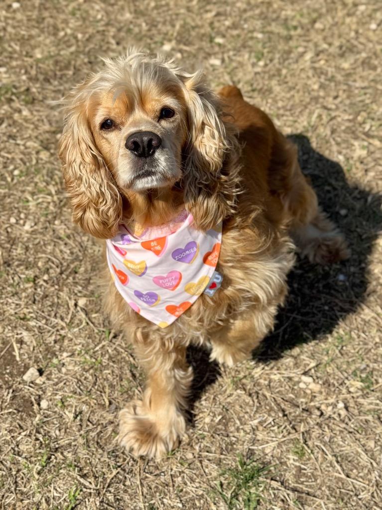 Tucker, Adoptable, Adult Male Cocker Spaniel.
