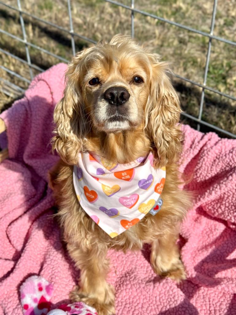 Tucker, a Adoptable Cocker Spaniel in Canyon Lake, TX image 2/5
