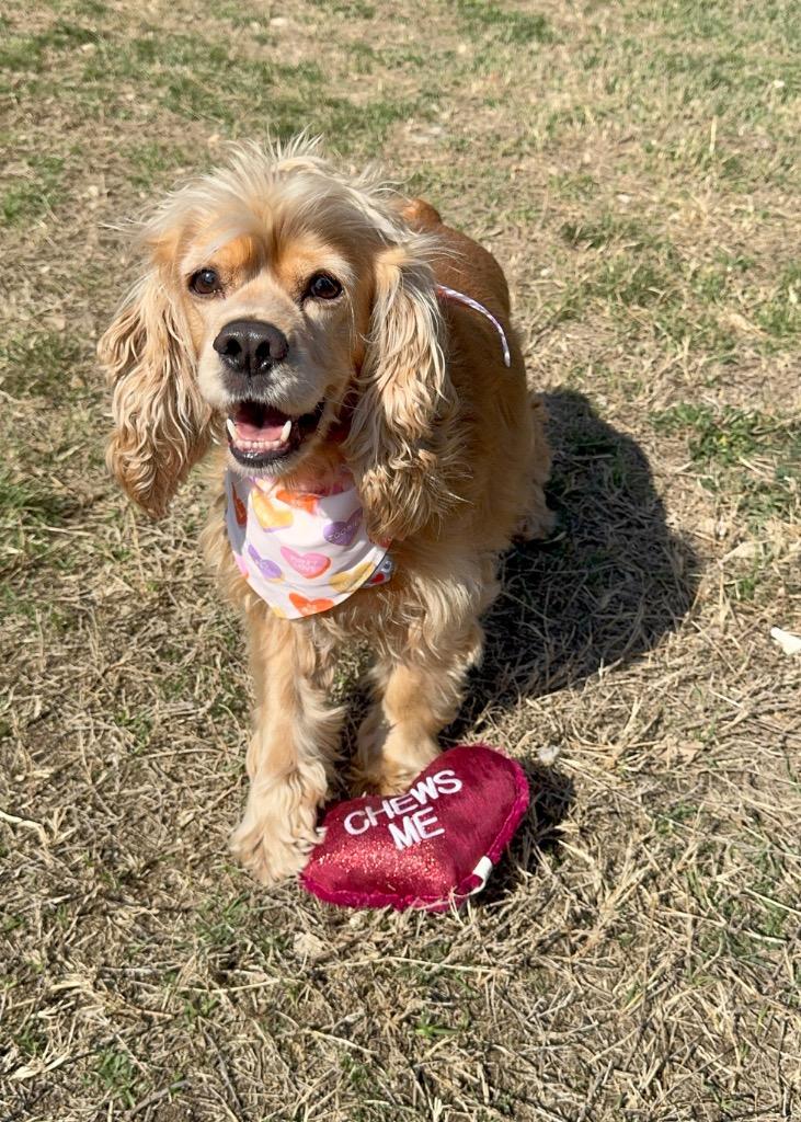 Tucker, a Adoptable Cocker Spaniel in Canyon Lake, TX image 3/5