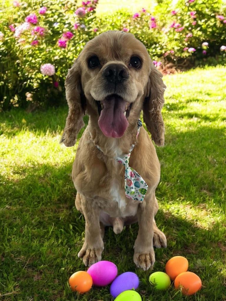 Tucker, a Adoptable Cocker Spaniel in Canyon Lake, TX image 4/5