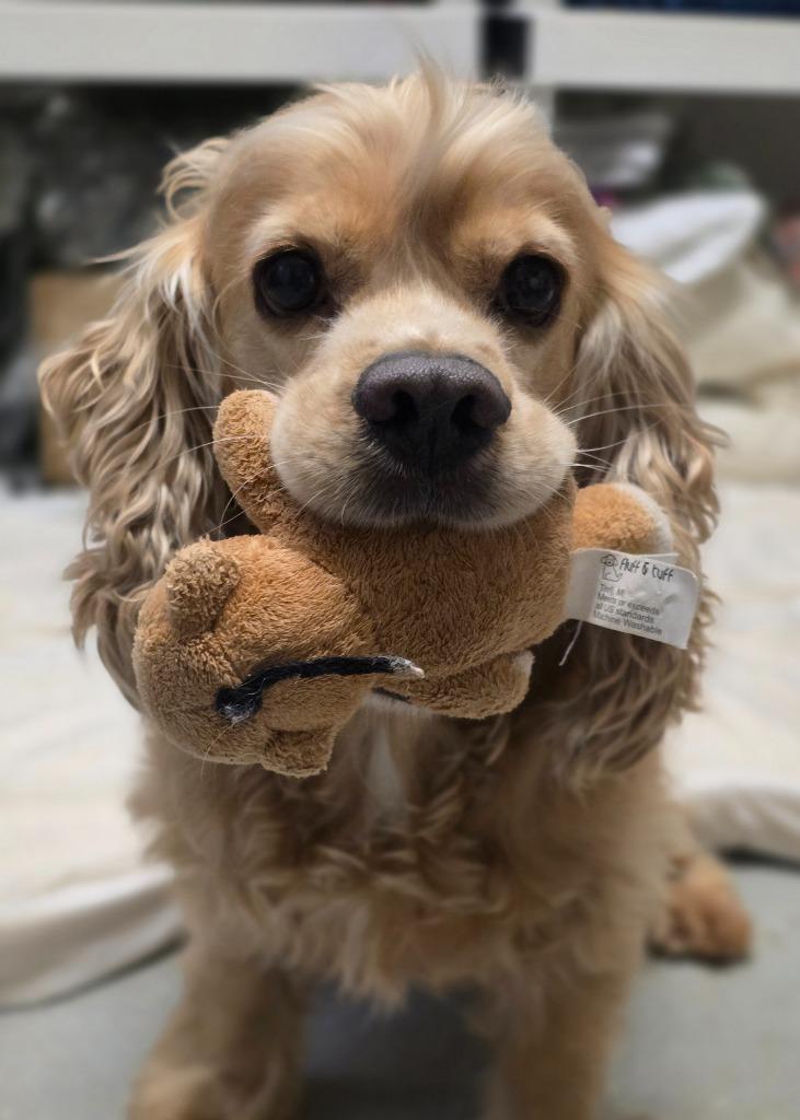 Tucker, a Adoptable Cocker Spaniel in Canyon Lake, TX image 5/5