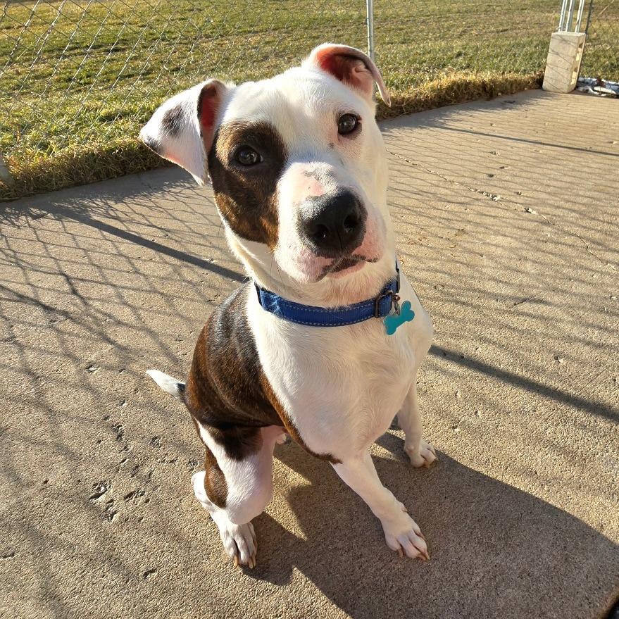 Enlarge Rocky, a Adoptable Mixed Breed in Owosso, MI image 1/6