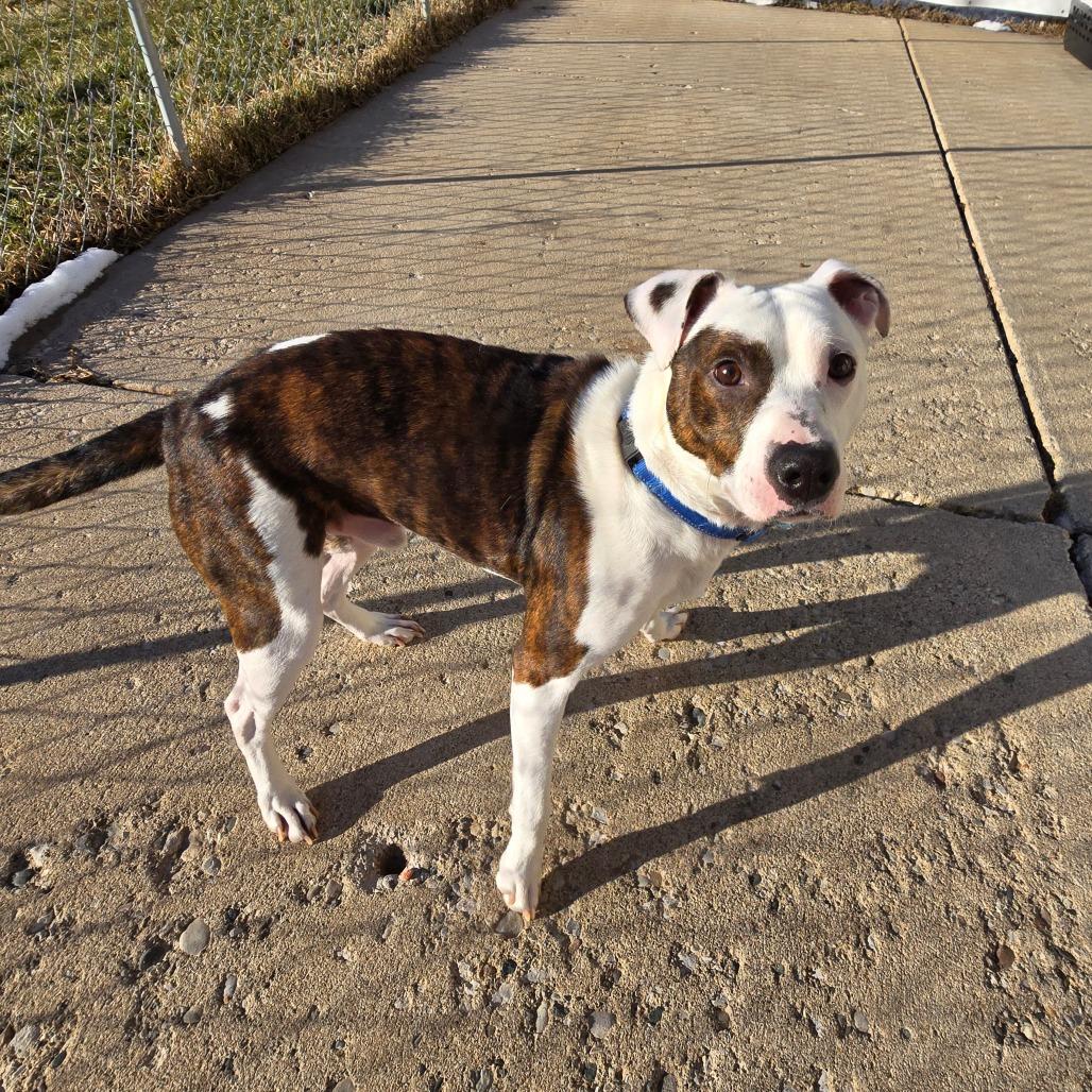 Rocky, Adoptable, Adult Male Mixed Breed.