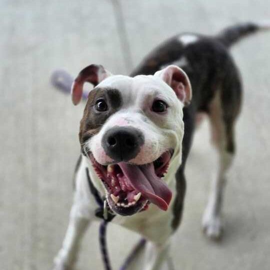 Enlarge Rocky, a Adoptable Mixed Breed in Owosso, MI image 3/6