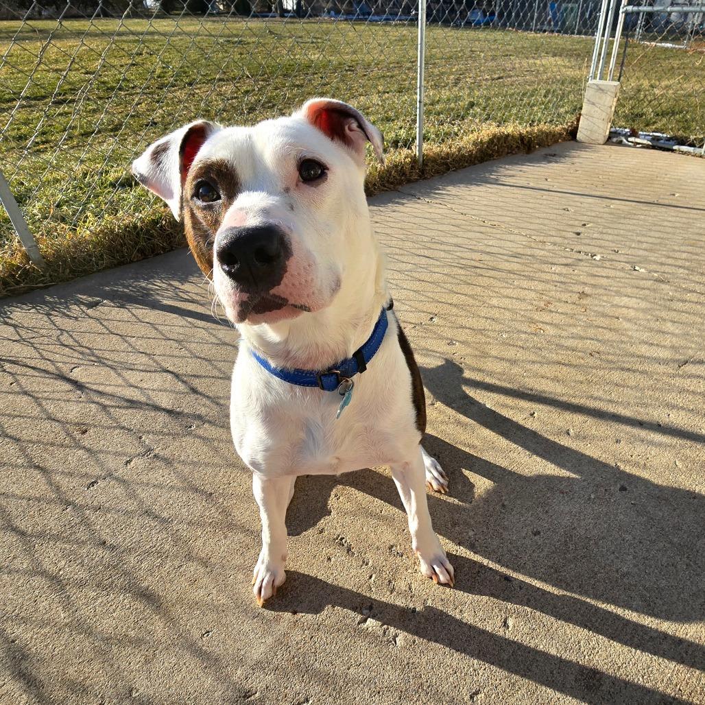 Enlarge Rocky, a Adoptable Mixed Breed in Owosso, MI image 4/6