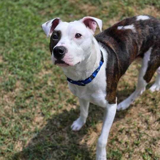 Enlarge Rocky, a Adoptable Mixed Breed in Owosso, MI image 5/6