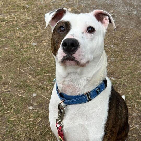 Rocky, a Adoptable Mixed Breed in Owosso, MI image 5/6
