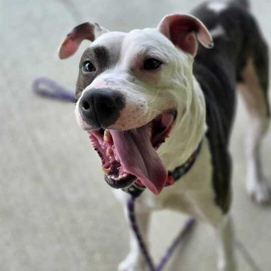 Enlarge Rocky, a Adoptable Mixed Breed in Owosso, MI image 6/6