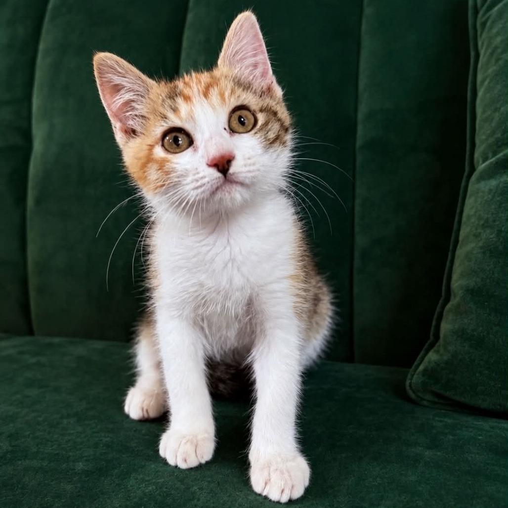 Enlarge Daisy Crock, a Adoptable Domestic Short Hair in Eagle Mountain, UT image 1/1