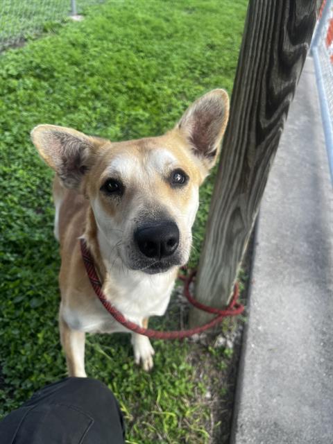 Enlarge DONNER, a Adoptable mixed breed in Corpus Christi, TX image 1/1