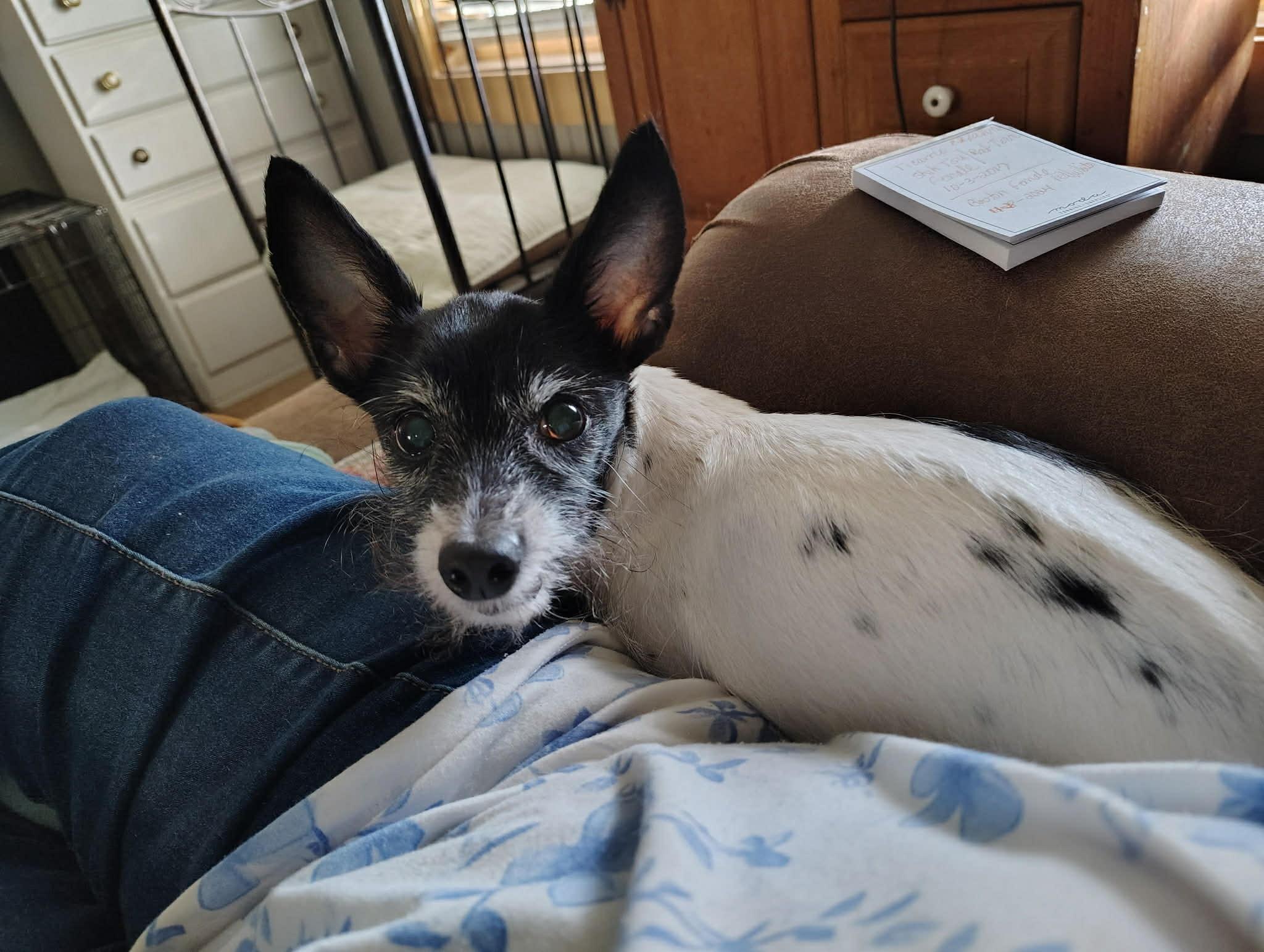 Courtesy Post - Tricarrie, ADOPTABLE, Senior Female Shih Tzu & Rat Terrier.