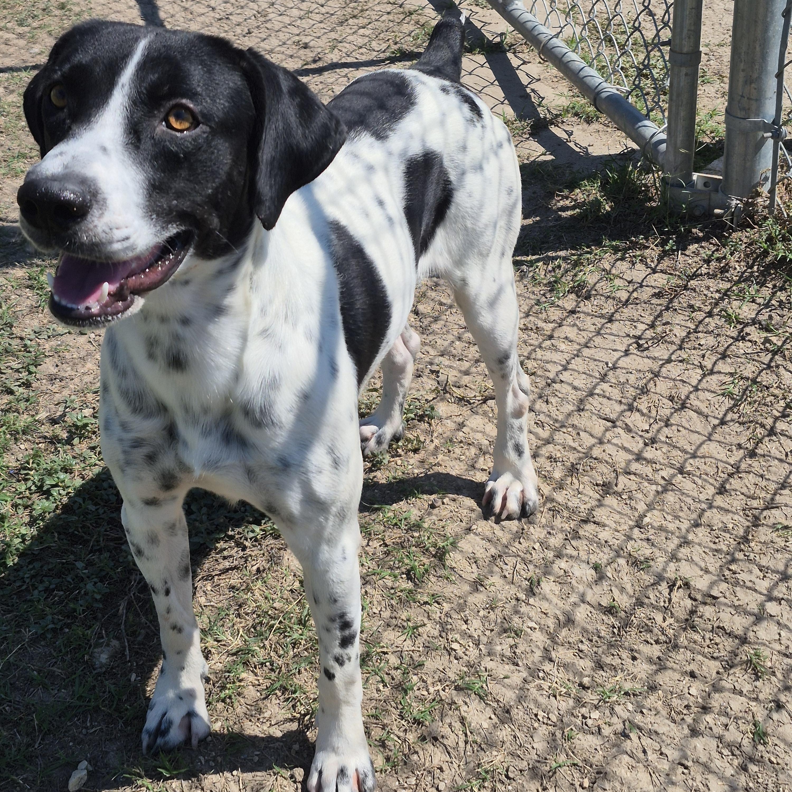 Enlarge Carbon, a Adoptable German Shorthaired Pointer in Schertz, TX image 3/4