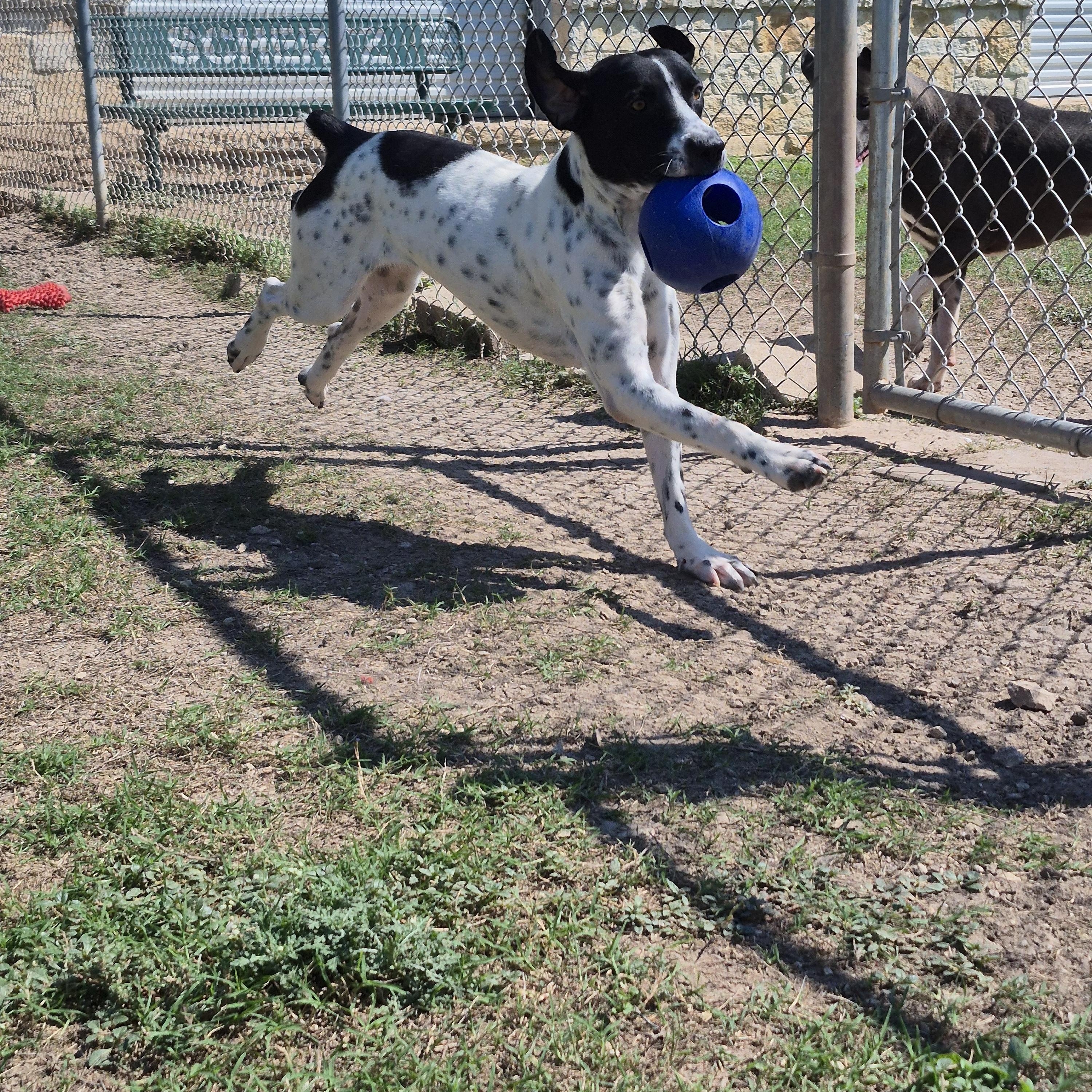 Enlarge Carbon, a Adoptable German Shorthaired Pointer in Schertz, TX image 2/4