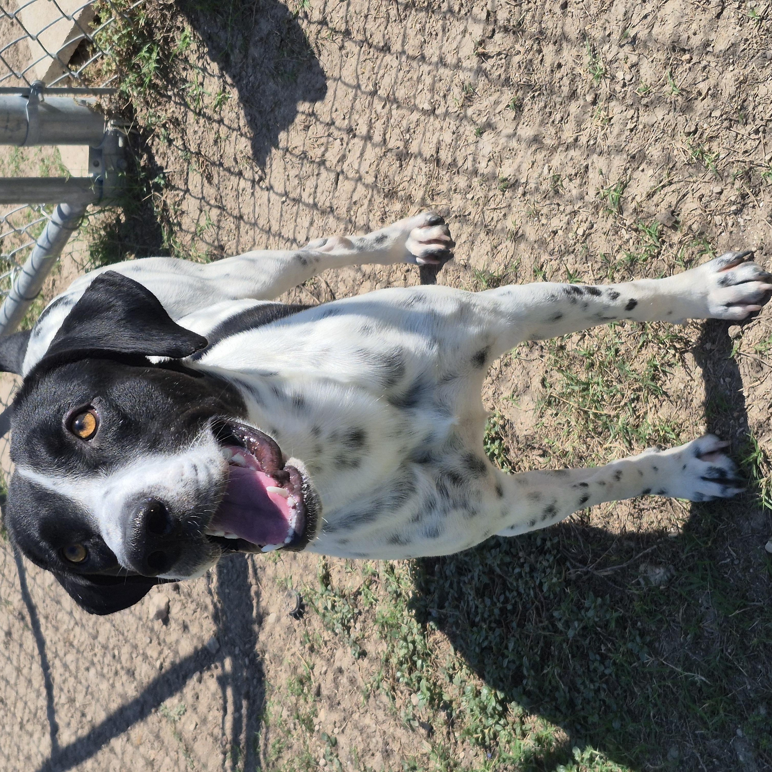Enlarge Carbon, a Adoptable German Shorthaired Pointer in Schertz, TX image 4/4