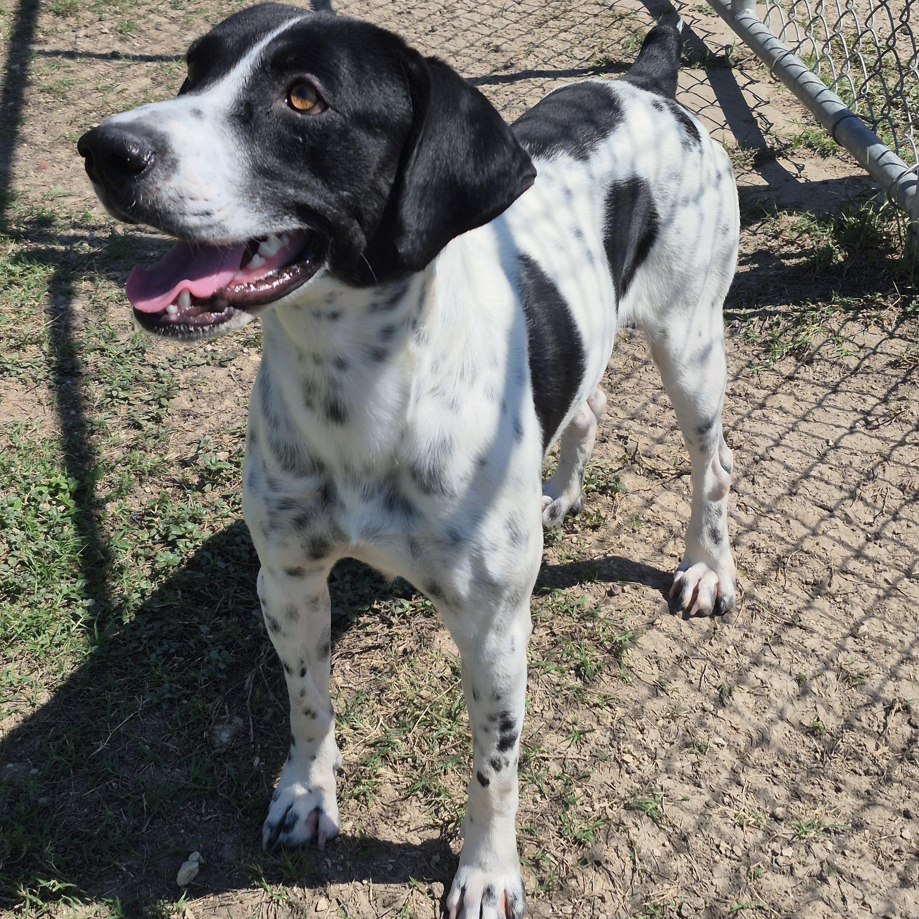 Carbon, Adoptable, Adult Male German Shorthaired Pointer.