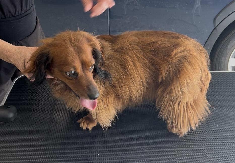 Enlarge Bubbles, an adoption pending Dachshund (Long Haired) in Colleyville, TX image 5/6