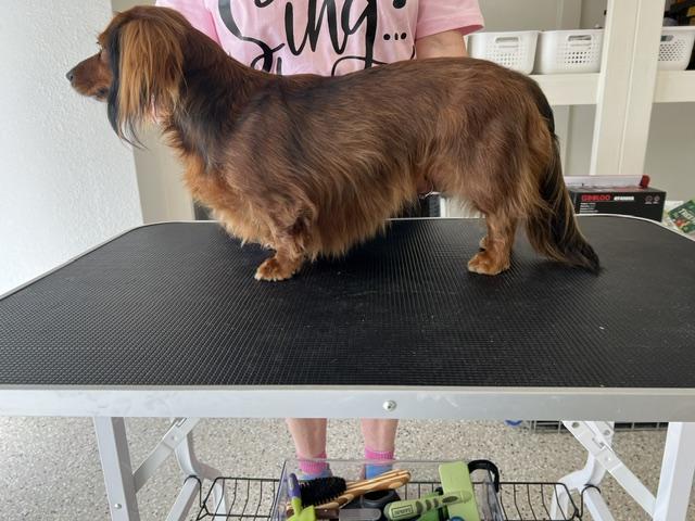 Enlarge Bubbles, an adoption pending Dachshund (Long Haired) in Colleyville, TX image 6/6