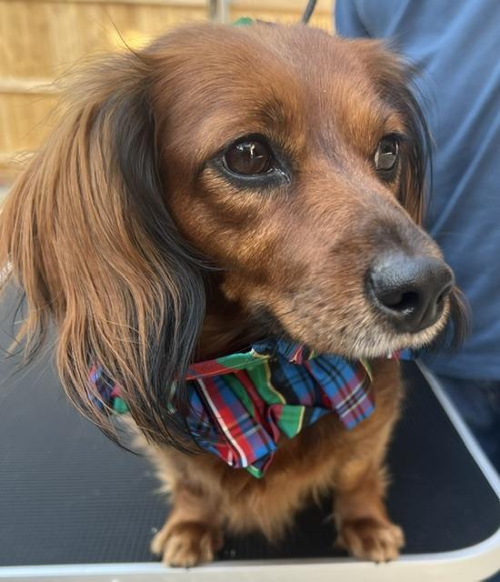 Enlarge Bubbles, an adoption pending Dachshund (Long Haired) in Colleyville, TX image 2/6