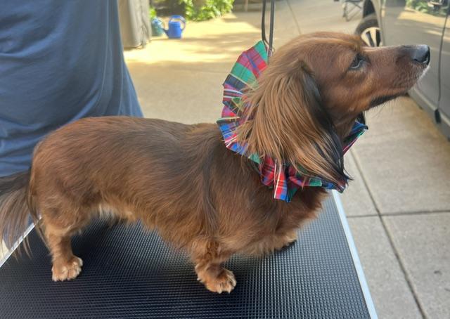 Enlarge Bubbles, an adoption pending Dachshund (Long Haired) in Colleyville, TX image 4/6