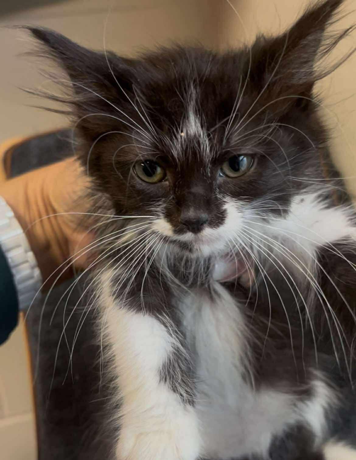 Enlarge F136, a Adopted Domestic Long Hair in Cleveland, AL image 1/1