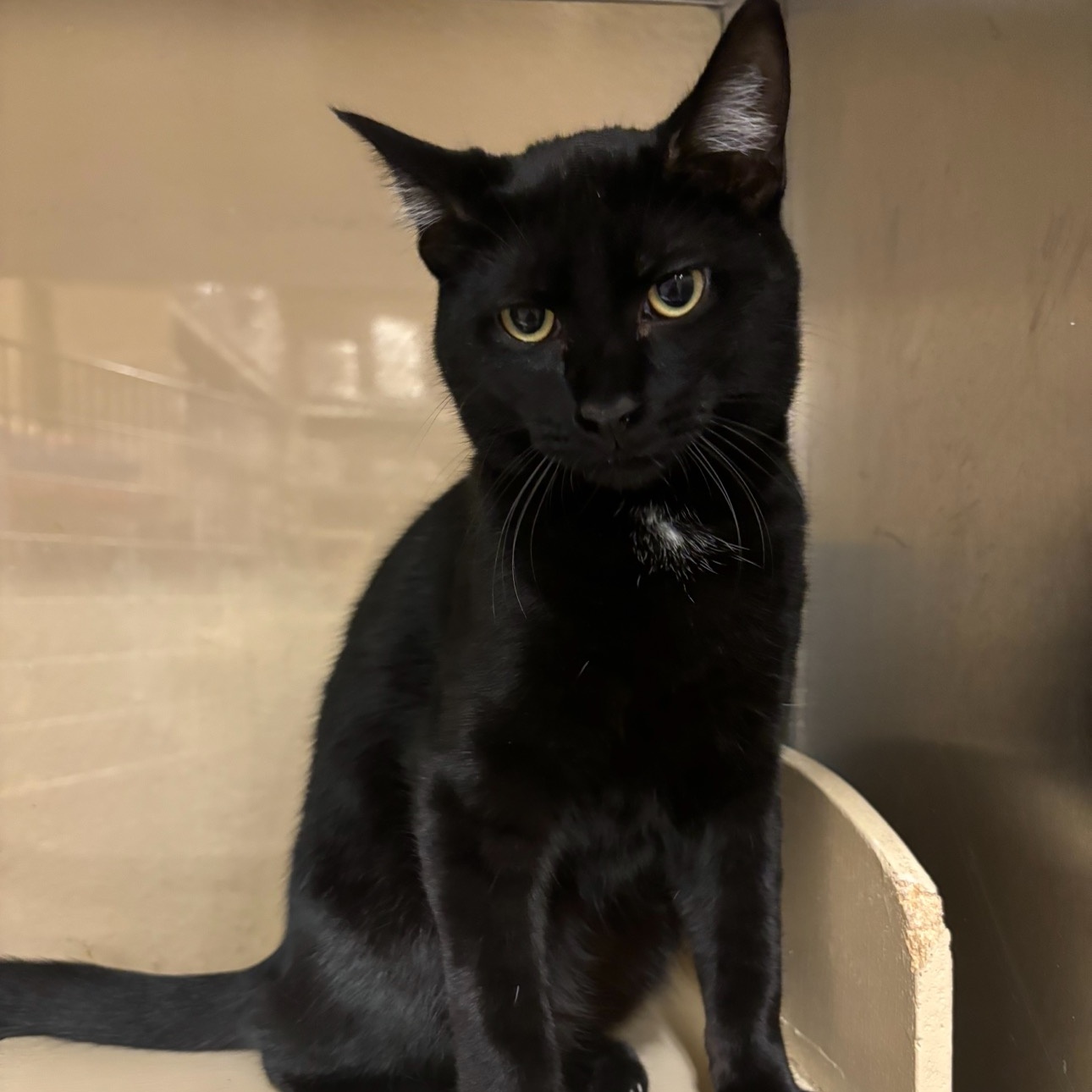 Ebony, Adopted, Young Male American Shorthair.