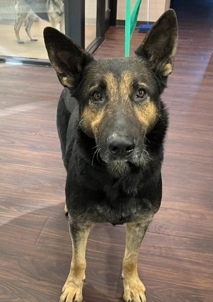 Enlarge Chico, a Adoptable mixed breed in Lewisville, TX image 1/1