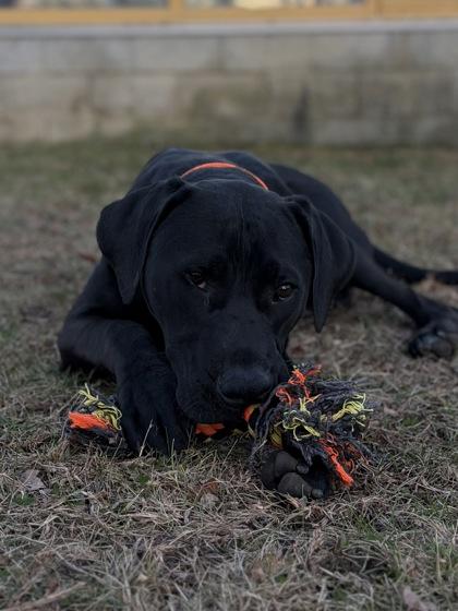 Ozzy, Adoptable, Adult Male Mixed Breed & Mixed Breed.
