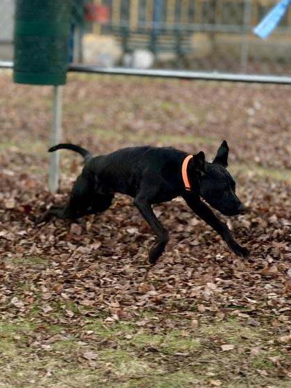 Enlarge Ozzy, a Adoptable Mixed Breed in Bensalem, PA image 2/3