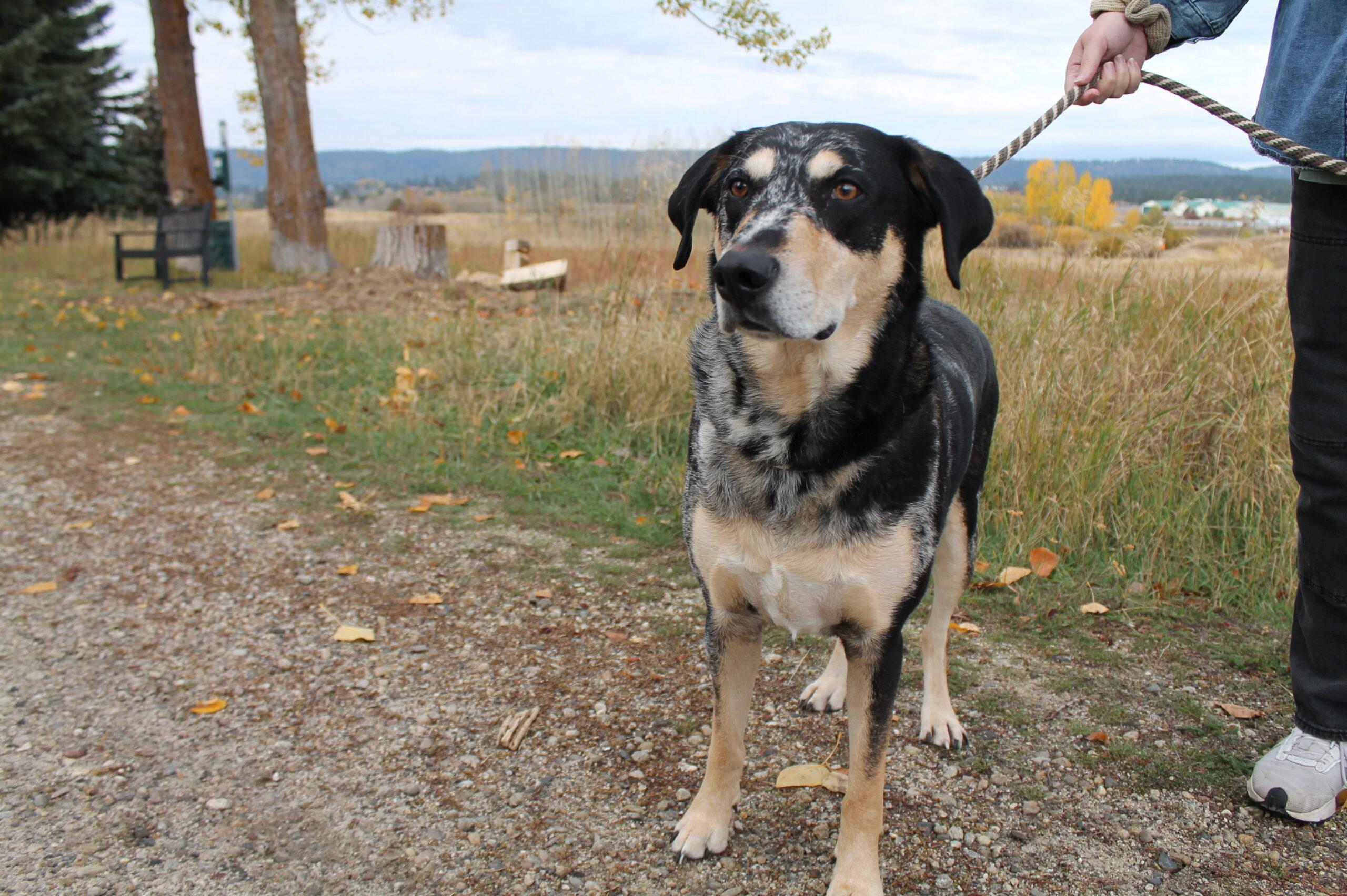 Dre, an adoptable Mixed Breed in McCall, ID, 83638 | Photo Image 1