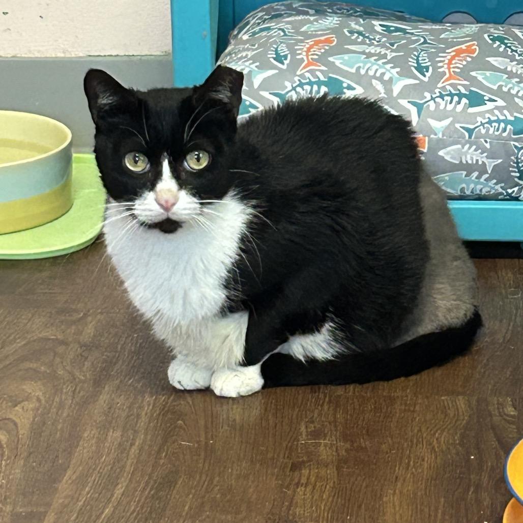 Caz, Adoptable, Adult Male Domestic Short Hair.