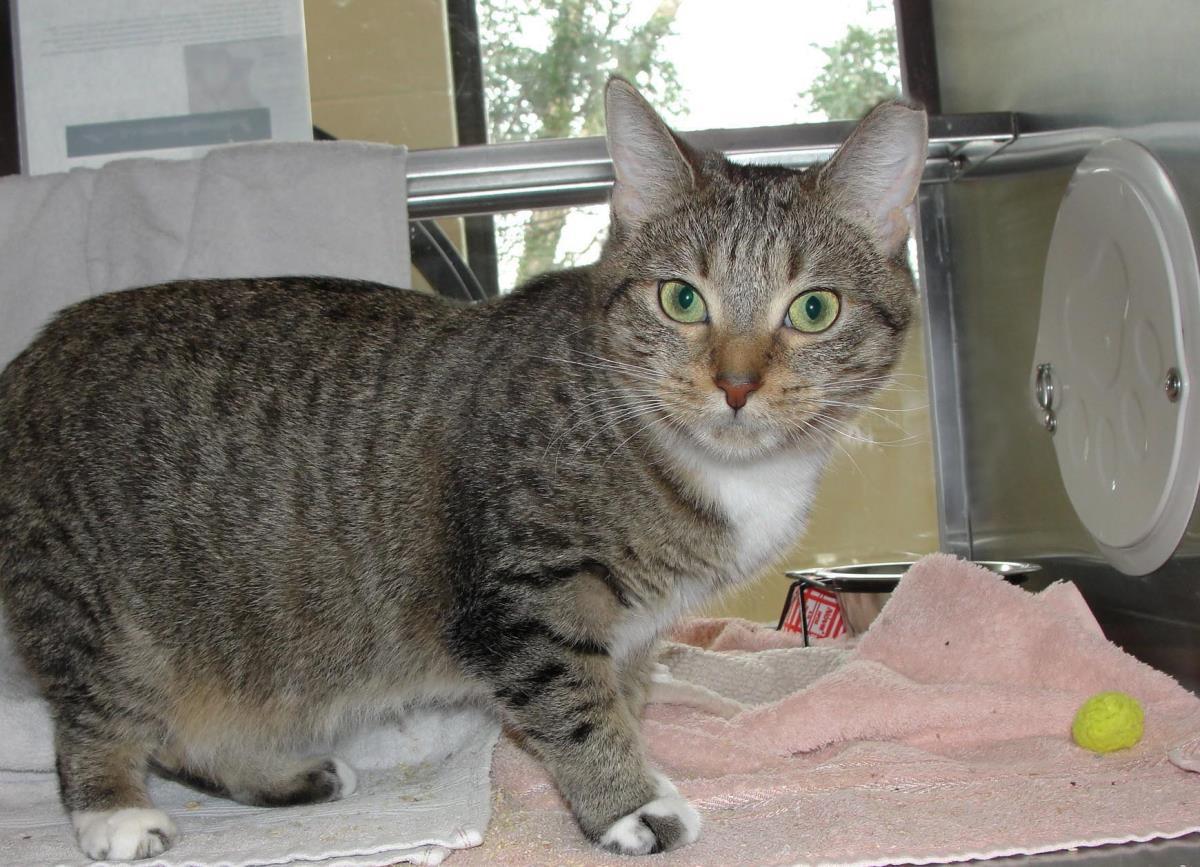 Dubai, Adoptable, Young Female Domestic Short Hair.