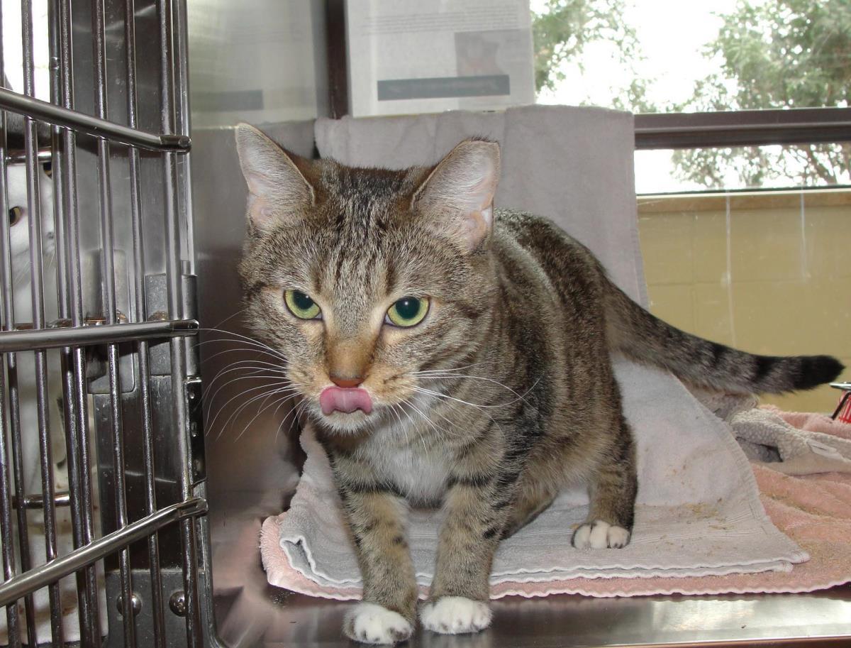 Enlarge Dubai, a Adoptable Domestic Short Hair in Plover, WI image 2/3