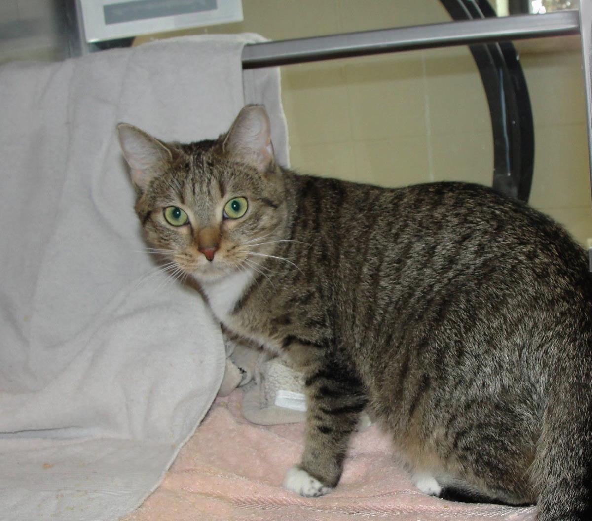 Enlarge Dubai, a Adoptable Domestic Short Hair in Plover, WI image 3/3