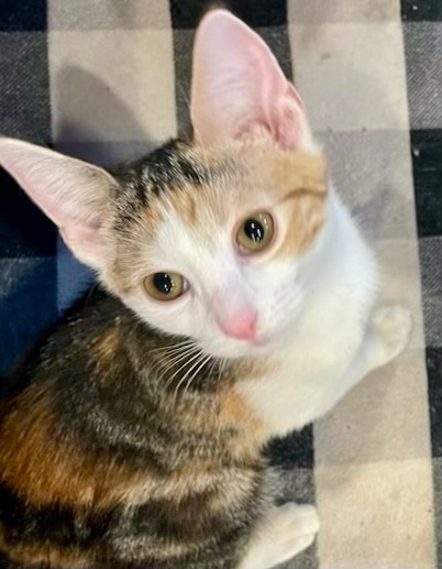 Enlarge Mocha, a Adoptable Torbie in Cranford, NJ image 1/6