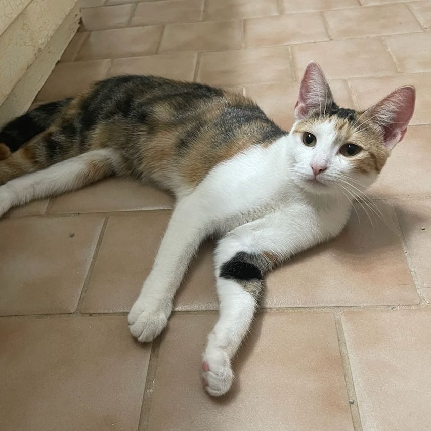 Enlarge Mocha, a Adoptable Torbie in Cranford, NJ image 3/6