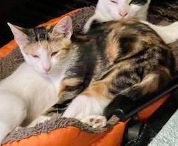 Enlarge Mocha, a Adoptable Torbie in Cranford, NJ image 4/6