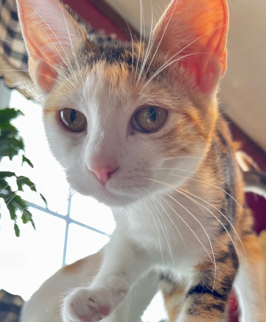 Enlarge Mocha, a Adoptable Torbie in Cranford, NJ image 5/6