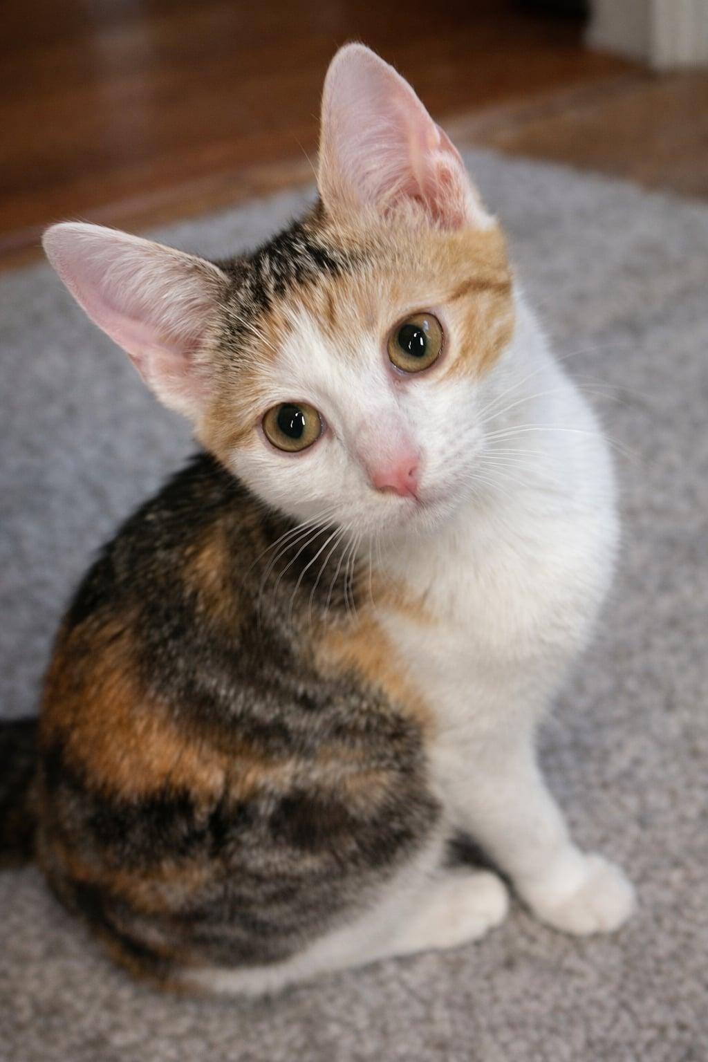 Mocha, Adoptable, Young Female Torbie.