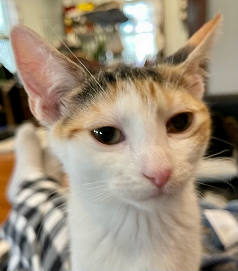 Enlarge Mocha, a Adoptable Torbie in Cranford, NJ image 6/6