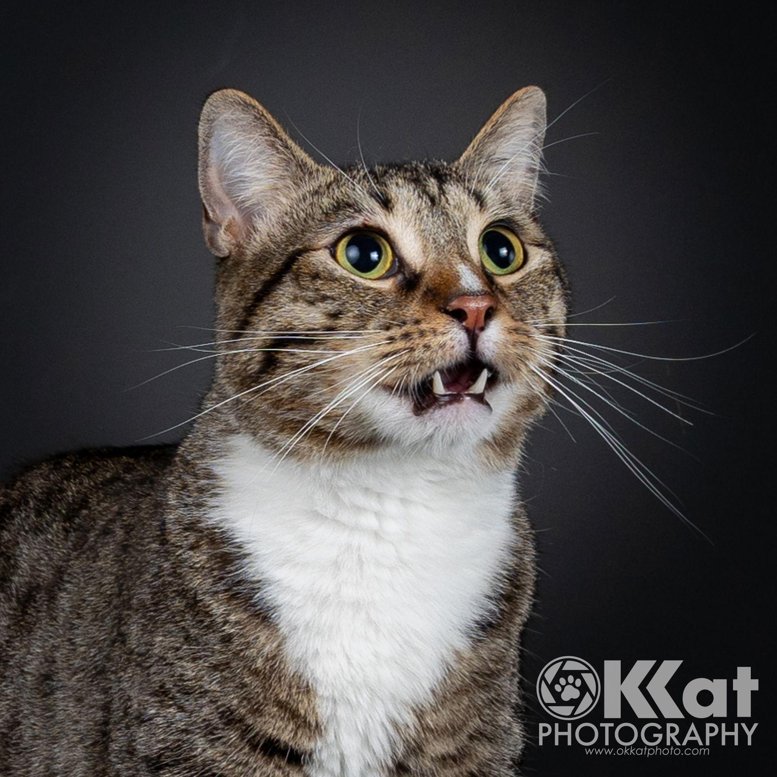 Larry, Adoptable, Adult Male Domestic Short Hair & Tabby.