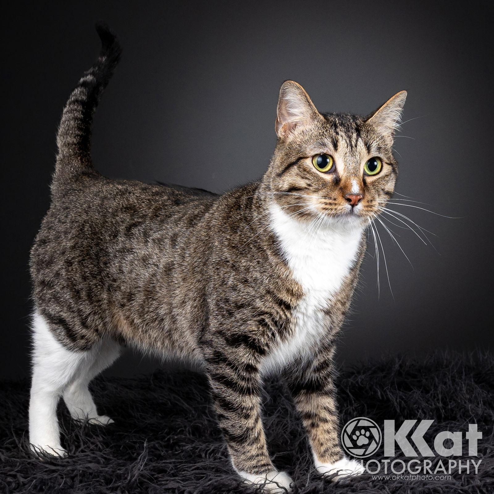Enlarge Larry, a Adoptable mixed breed in Crescent, OK image 2/3