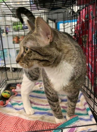 Enlarge Larry, a Adoptable mixed breed in Crescent, OK image 3/3