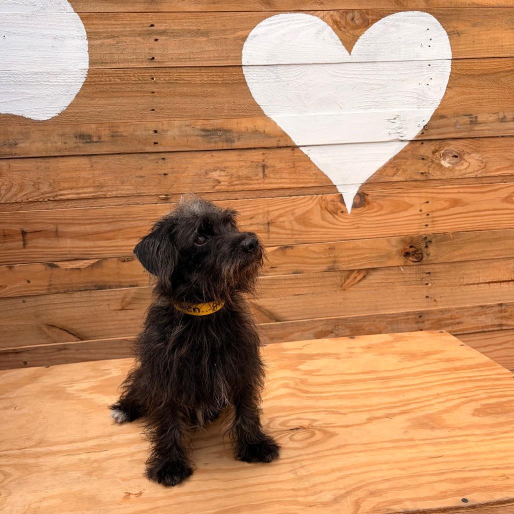 Draven, Adoptable, Adult Male Terrier & Mixed Breed.