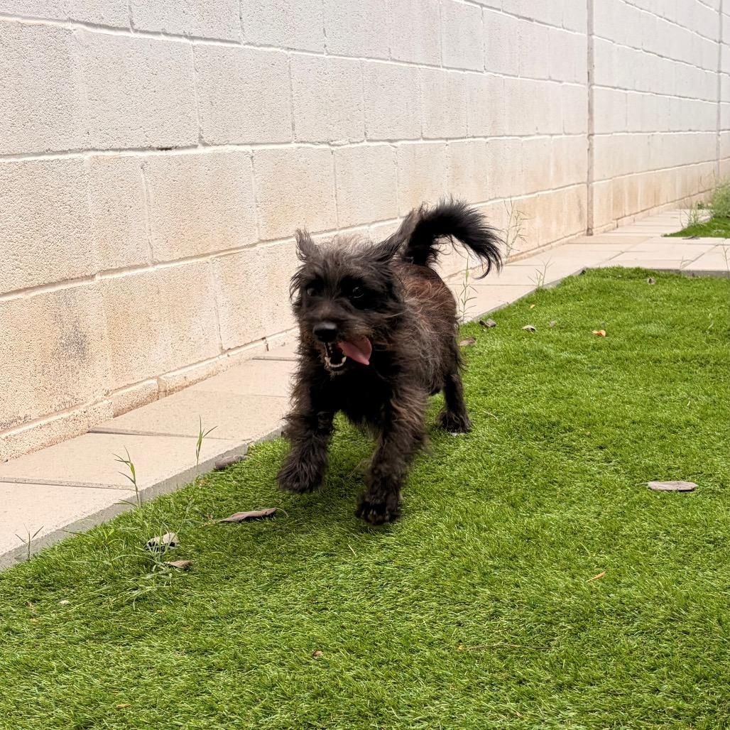 Enlarge Draven, a Adoptable mixed breed in Laredo, TX image 2/3