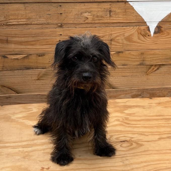 Enlarge Draven, a Adoptable mixed breed in Laredo, TX image 3/3